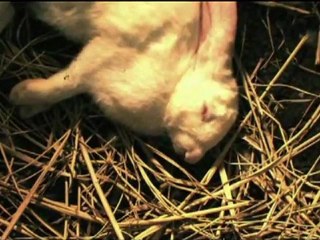 Rabbit Horror 3D - Trailer