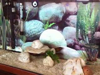 F0 Tropheus Kasakalawelerim