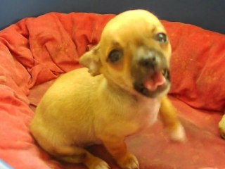 petit mâle poils ras 20/07/11