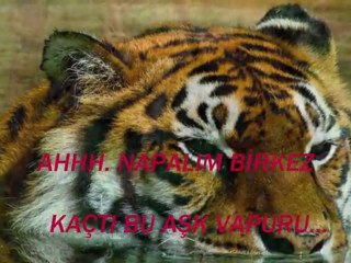 mutlu yaşlar & nurmaris