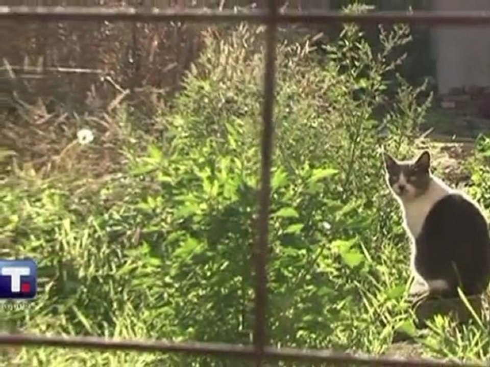 Letzter Den-Haag-Angeklagter Hadzic festgenommen