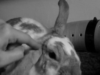 Tarquin et ses oreilles