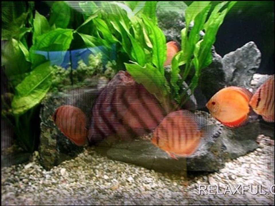 I stopped at an Aquarium, take a look!
