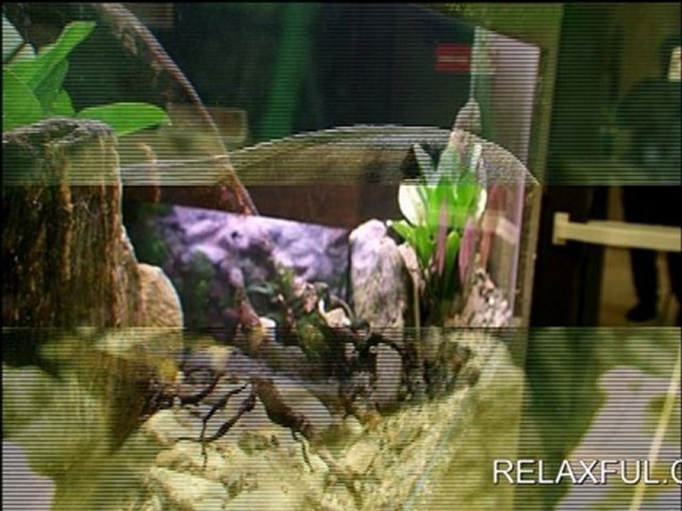 Some cool pictures of fish