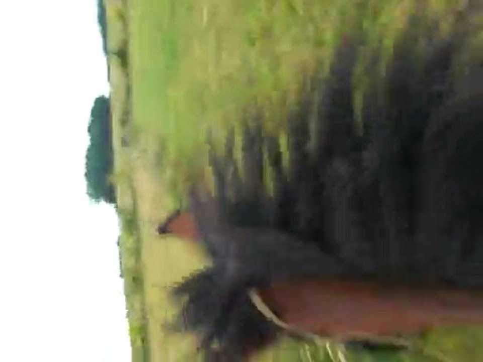galop !