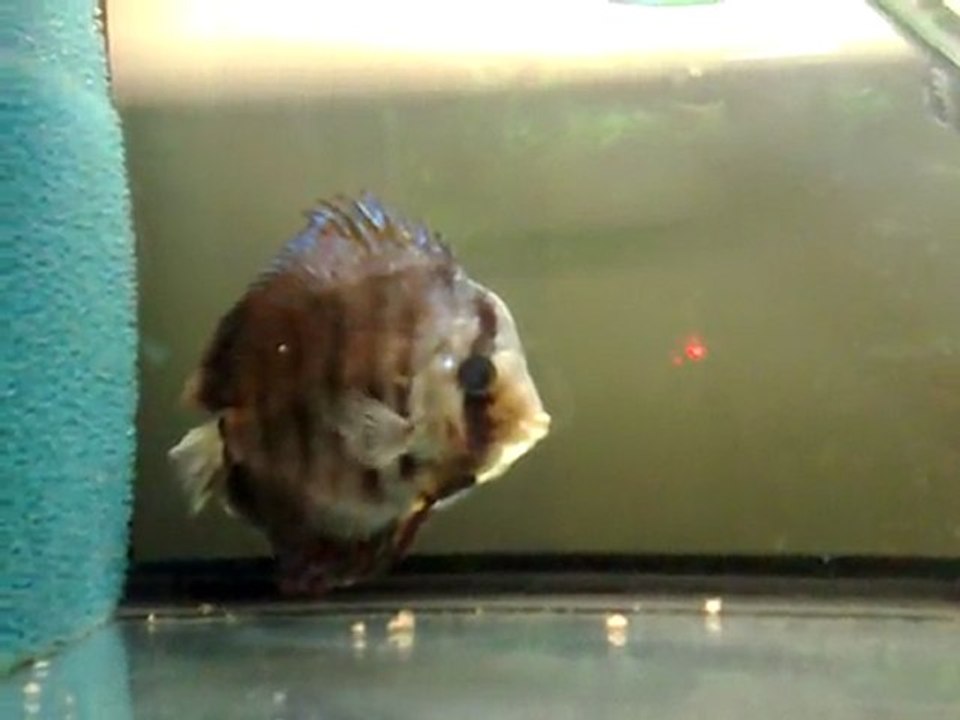 Jour 19  Hôpital 80L Repas  2