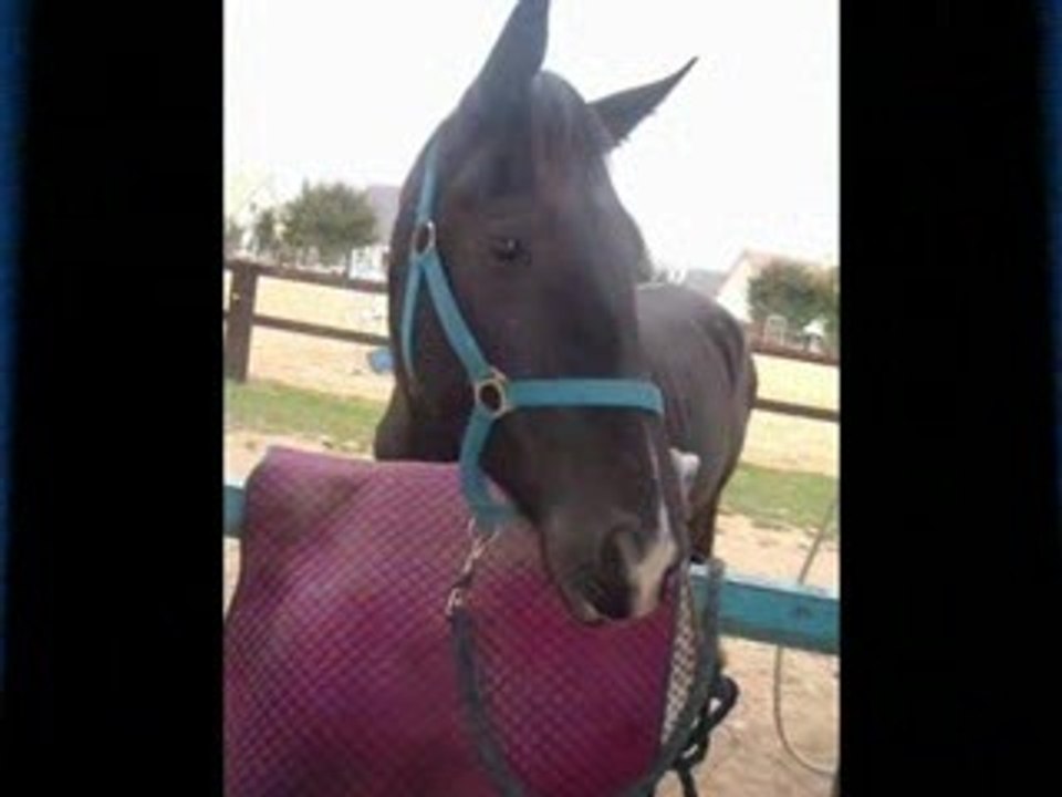 orphie_0001