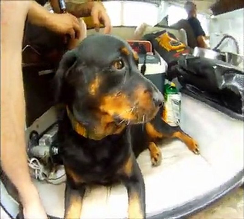 Meeting vw Cox Avenue juillet 2011