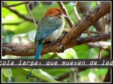 CONOCIENDO EL MUNDO DE LAS AVES 4