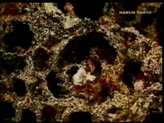 Karıncaların sıradışı doğal afet yöntemleri