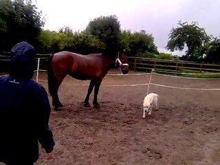 Uxley 1ere séance en liberté seul