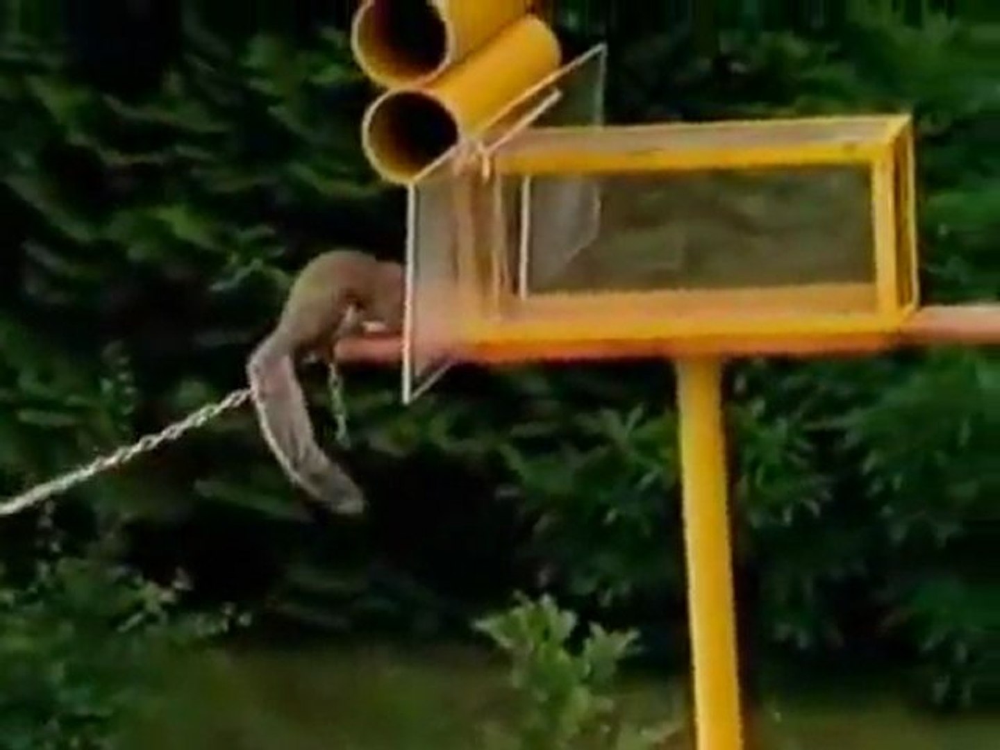 ⁣Squirrel Mission Impossible