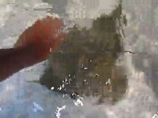 Raies mantas