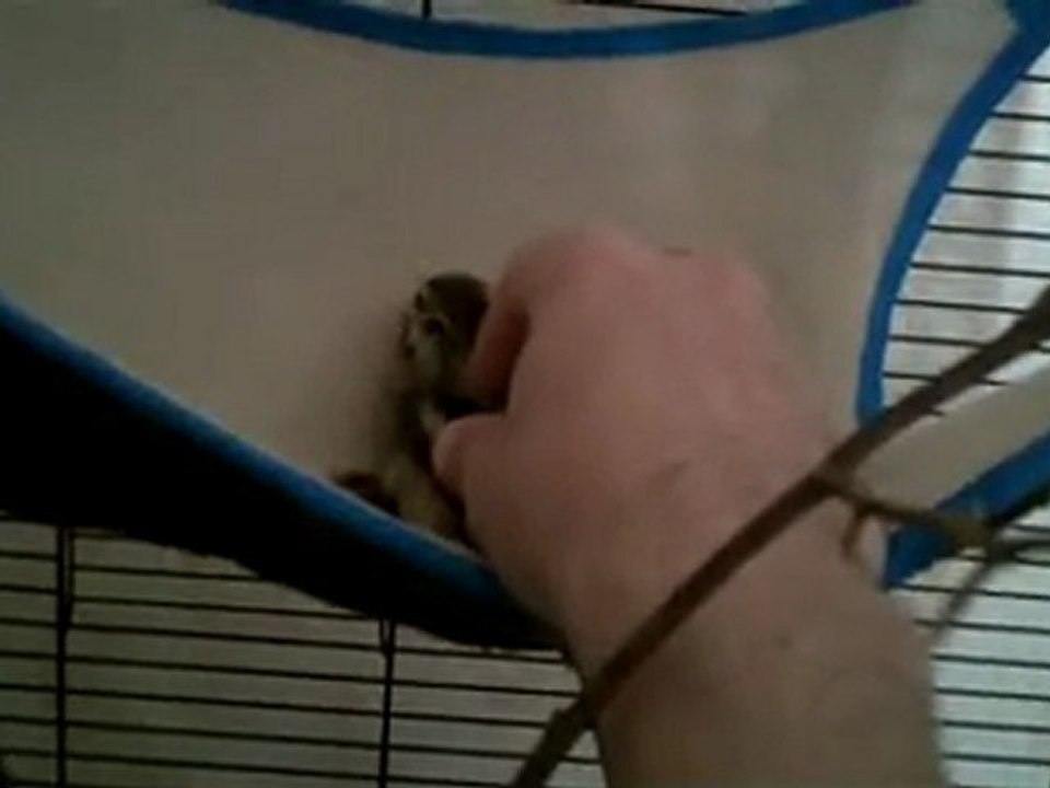 Praline mon ecureuil de coree