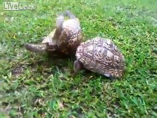 Hero turtle rescues upside down turtle