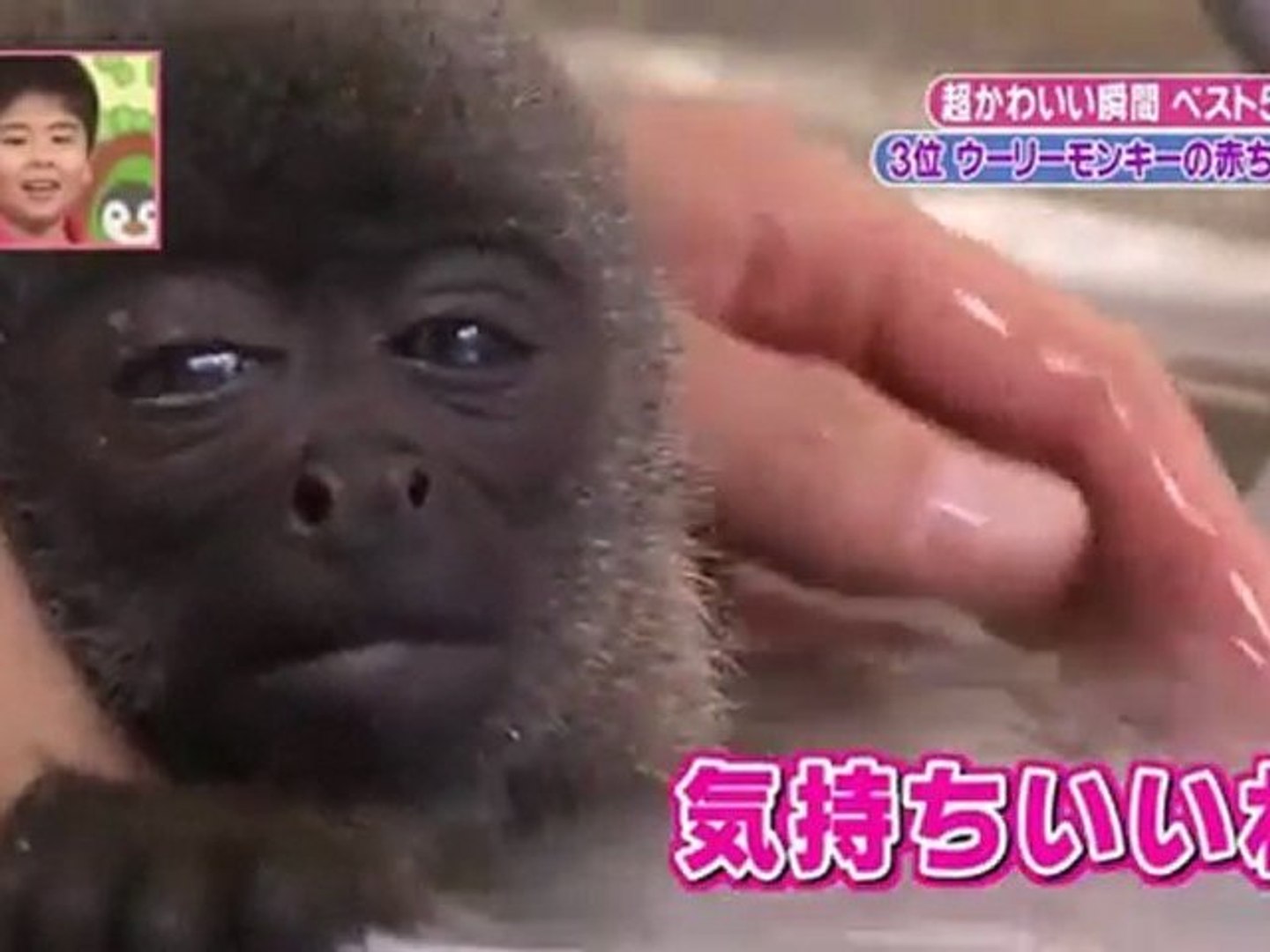 天才 志村どうぶつ園 かわいい ベスト５ 影片 Dailymotion