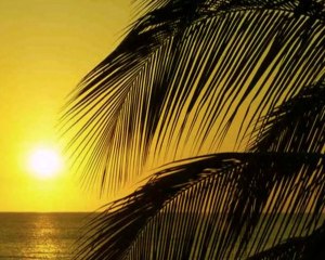 ♥♥♥Heureux Anniversaire Patricia(Fleur)♥♥♥