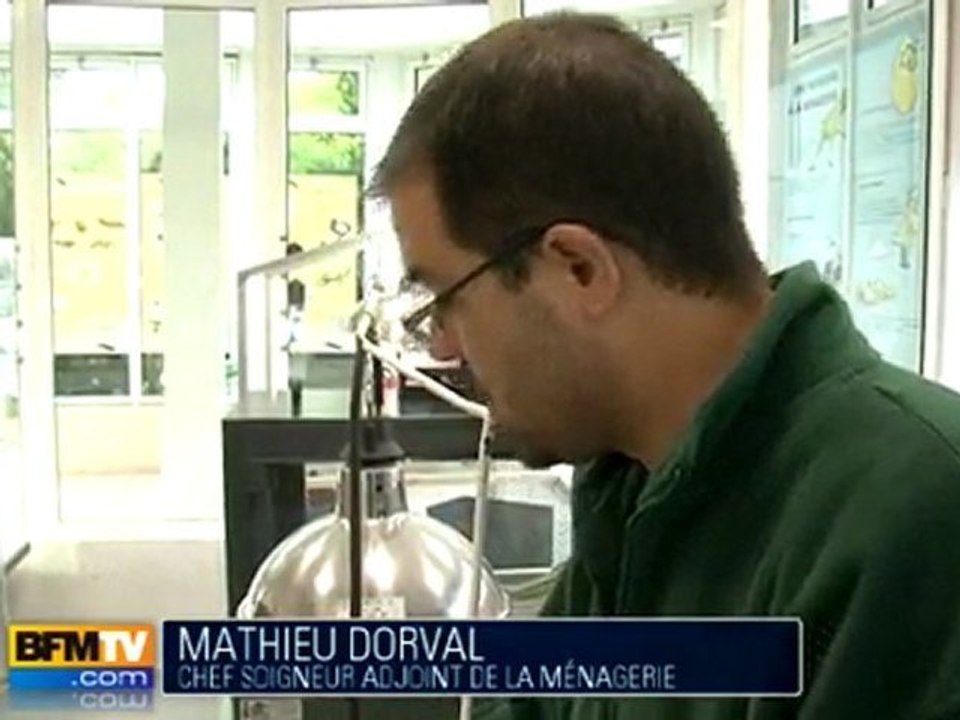 Baby boom au zoo du Jardin des Plantes à Paris