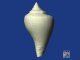 3D animation of a gastropod shell (µCT analysis)
