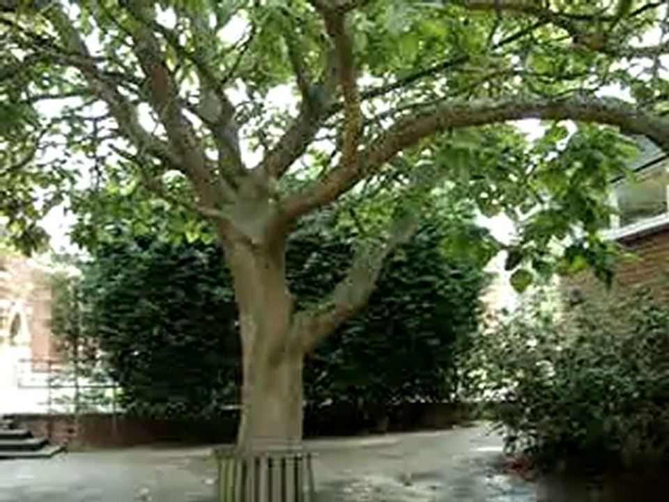 kampus
