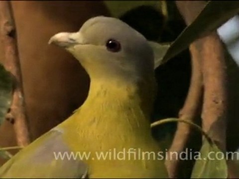 Yellow legged Green Pigeon sitting on tree