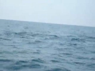 Whale watching Sri Lanka, Alankuda Beach, Beach hotels in sri lanka,