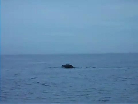 Whale watching Sri Lanka, Alankuda Beach, Beach hotels in sri lanka, Boutique hotels in Sri Lanka