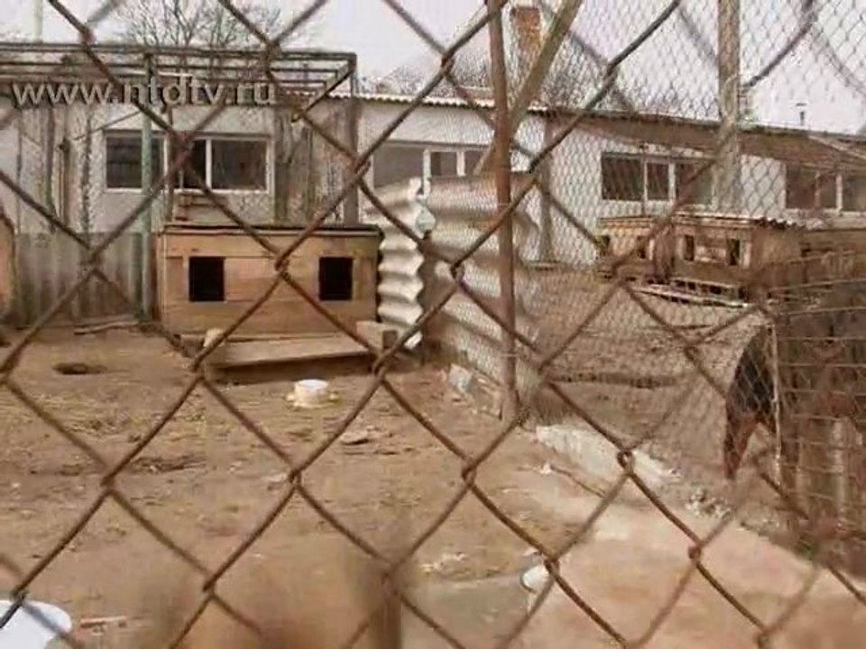 Бездомные животные гибнут от отравления