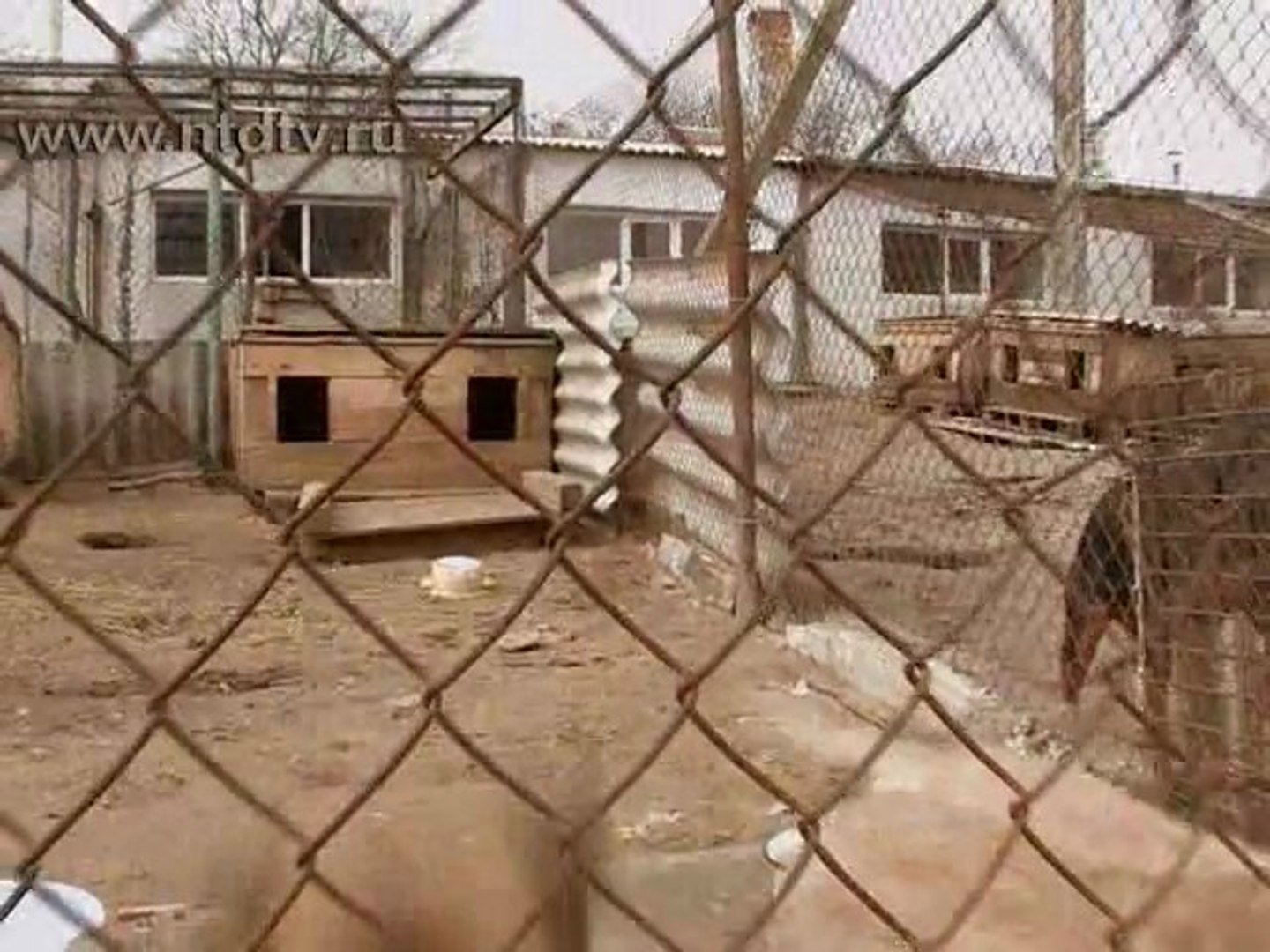 Бездомные животные гибнут от отравления