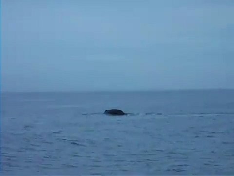 Tour Sri Lanka, Travel Sri Lanka, Hotels in Sri Lanka, Holiday in Sri Lanka