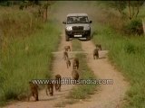 Rhesus macaques being followed