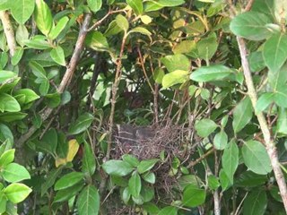 La nichée du bouvreuil pivoine
