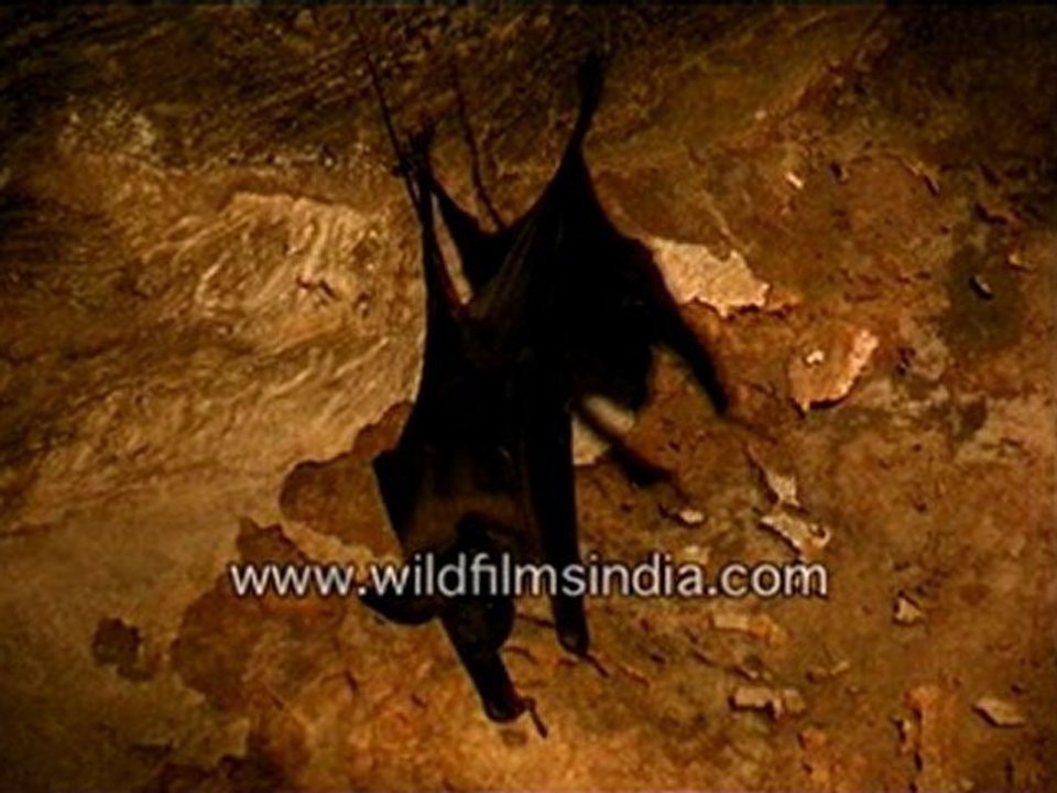 Fruit Bats hanging around…