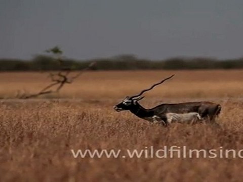 Black Buck, Velavadar National Park