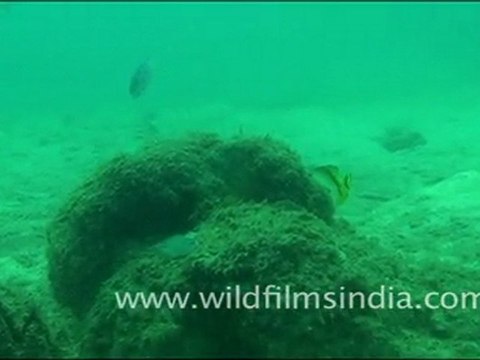 Fishes in Andaman