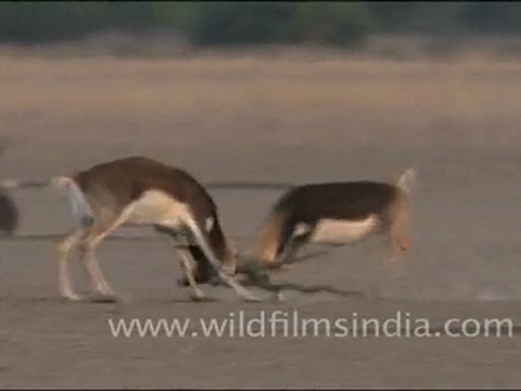 Sparring Blackbuck near Thar desert, Rajasthan