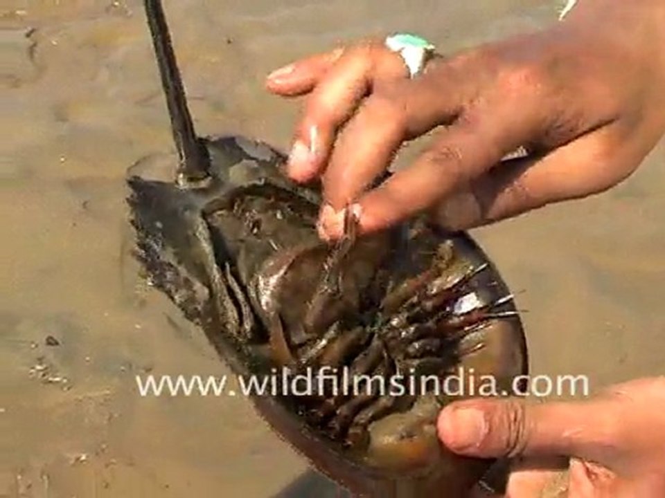 Horseshoe Crab