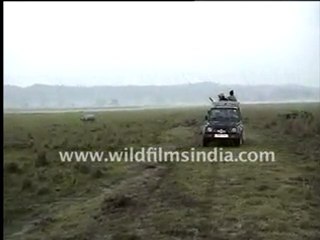 Rhino in Kaziranga National Park