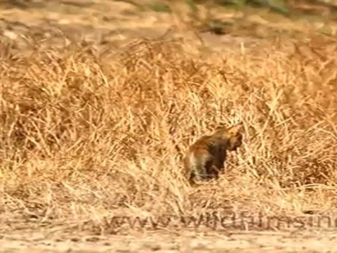 Jungle cat in Velavadar Black buck National Park
