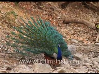 Peacock displaying