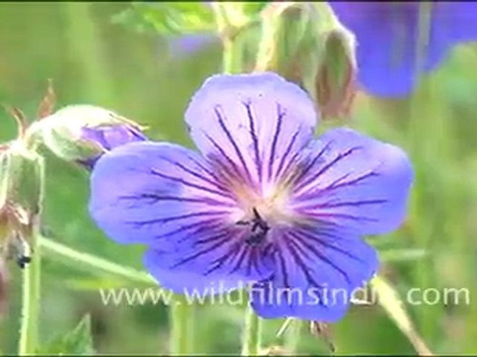 Geranium wallichianum