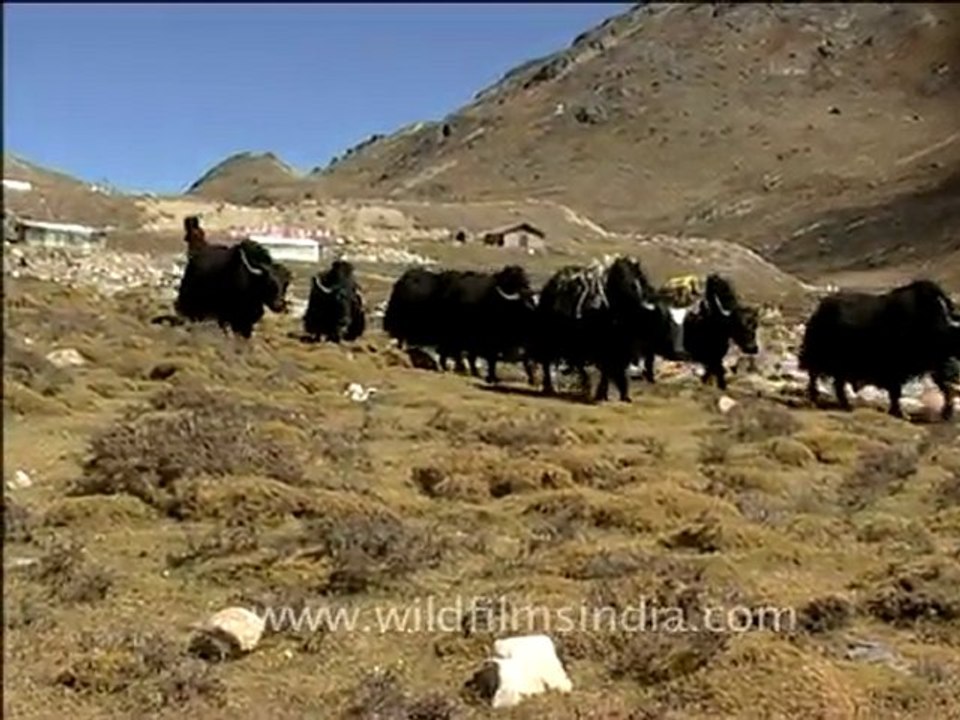 Devotees in Nanda Devi Yatra