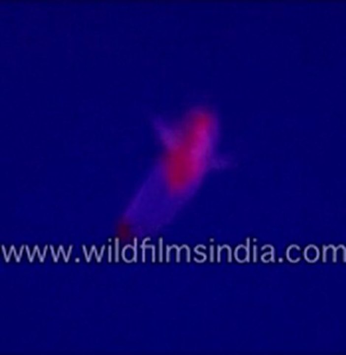 Fairy shrimp