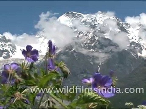 Valley of flowers, Uttarakhand