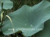 Water droplets that fell on the leaf