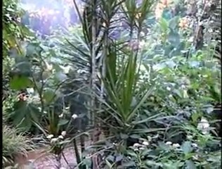 Vidéo Ile aux Papillons