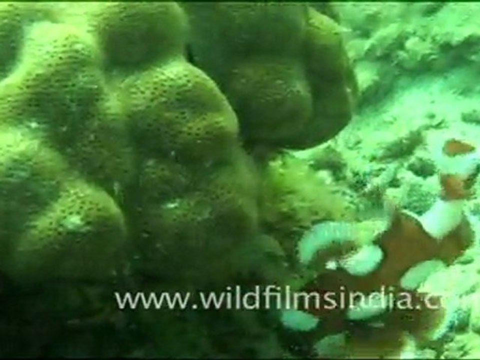 Colourful deep sea fishes in Singapore