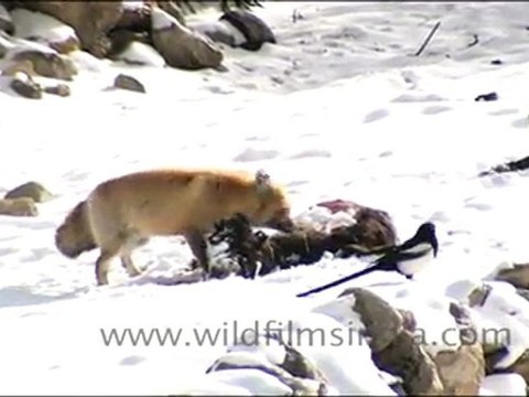 Himalayan Fox at its Kill, Ladakh