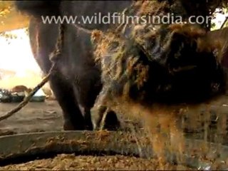 Buffalo for sale at Sonepur, Bihar