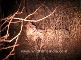 Lioness at Night, Gujarat